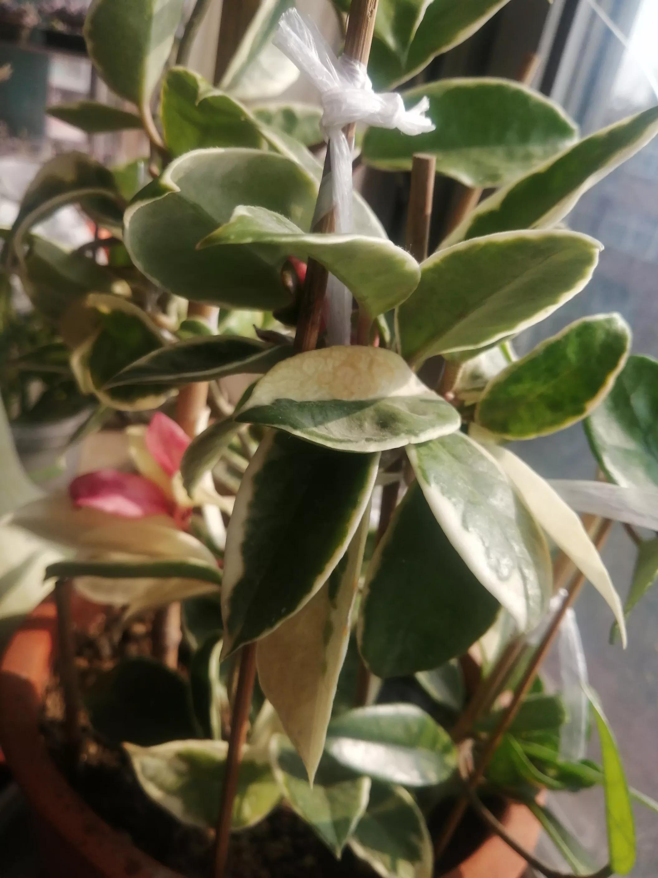 球兰什么时候开花,球兰