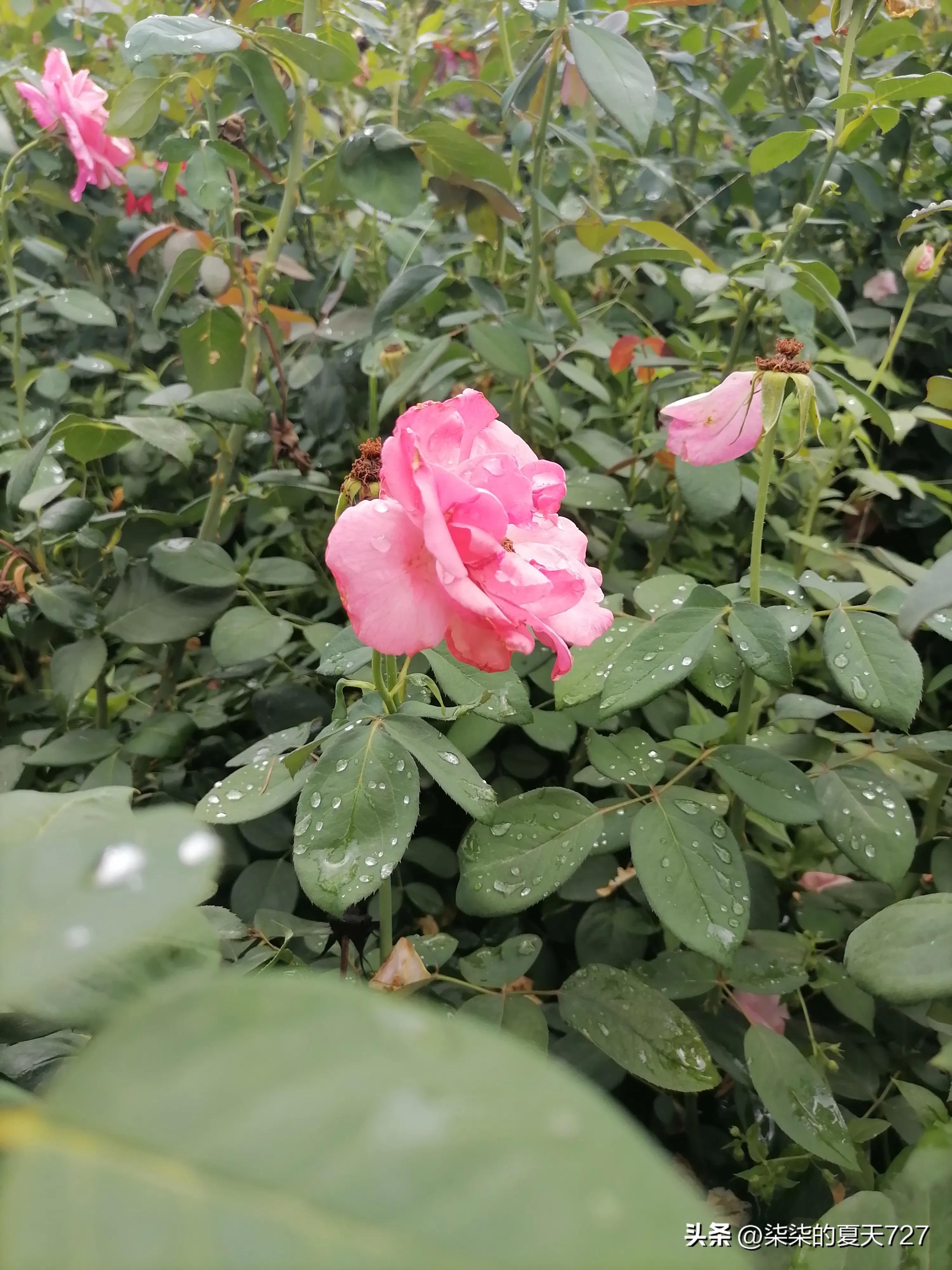 18周突然腰酸背痛,18周腰疼的翻不了身