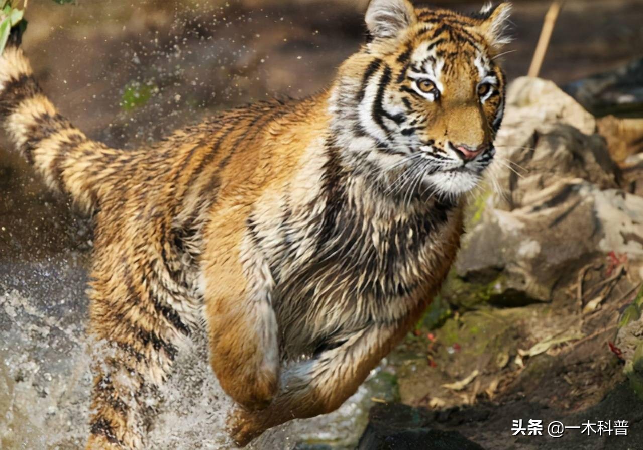 原地不动抗毒技巧,原地奔跑跳不了怎么办