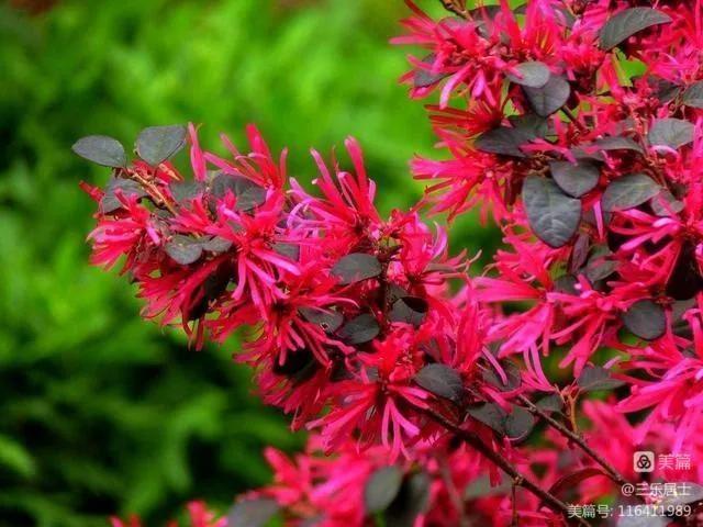 红花檵木的历史故事,白花檵木