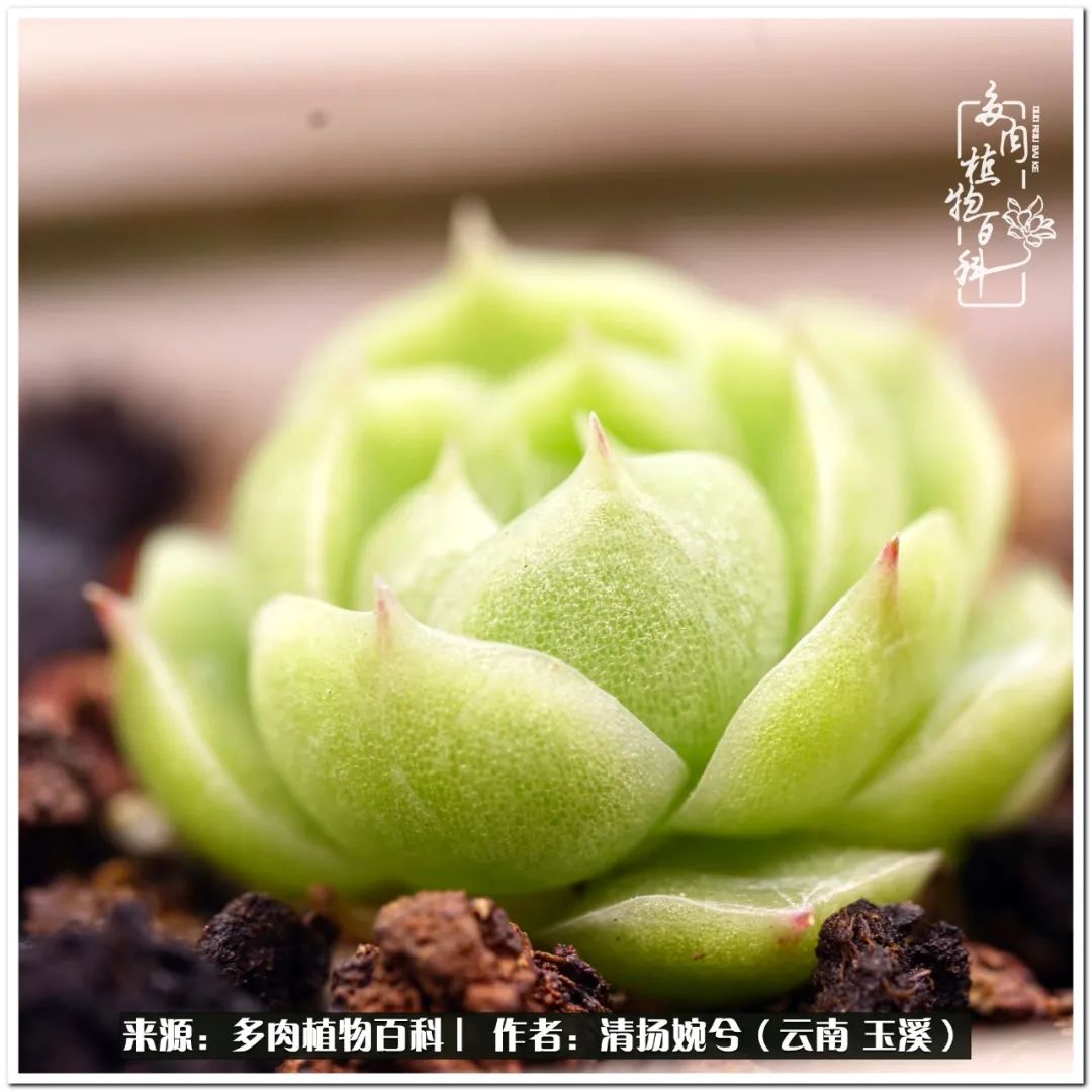 夏天好养颜值高的多肉,可爱的小多肉