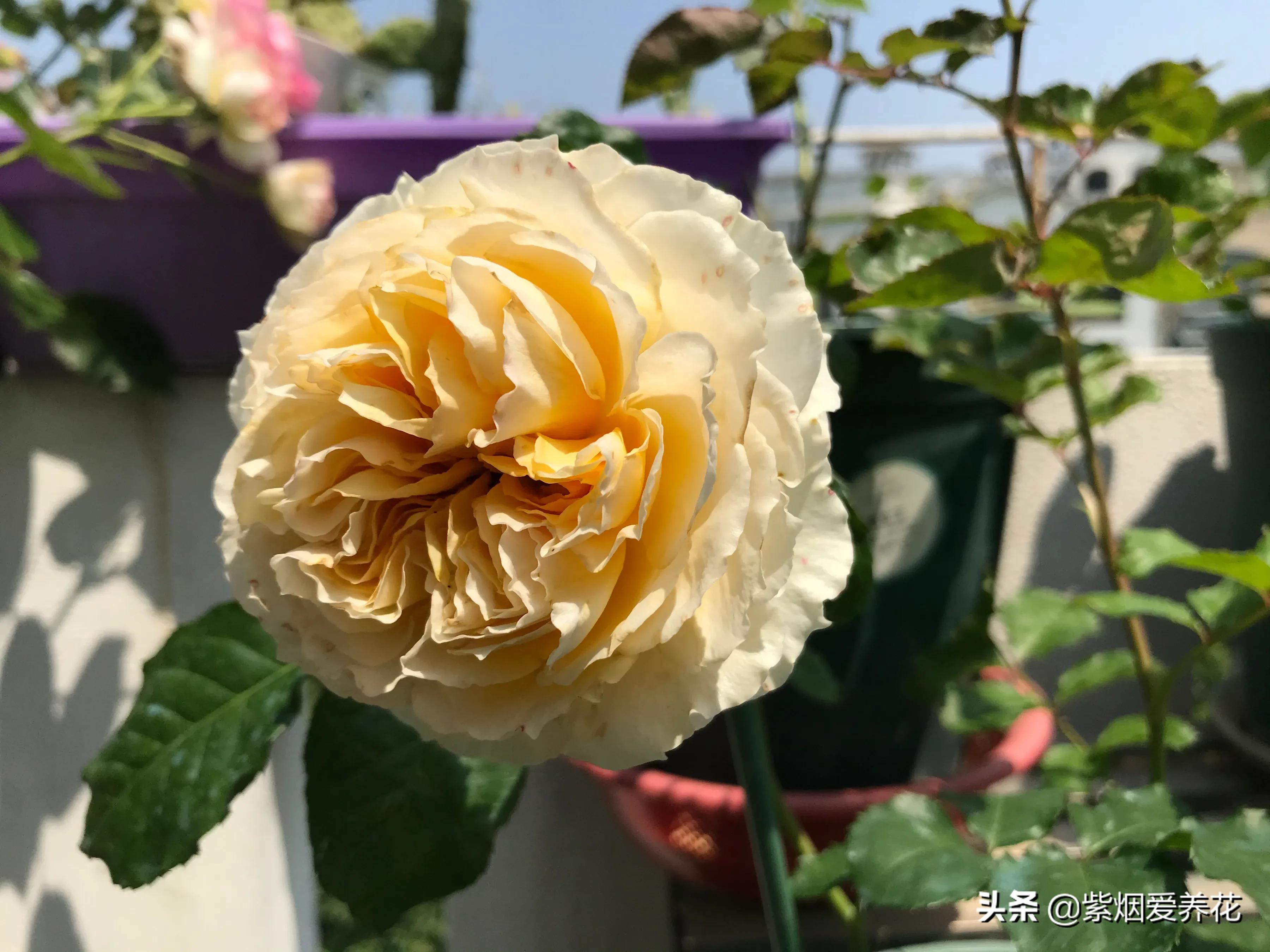 哪些月季仙气十足,又美又香的月季品种