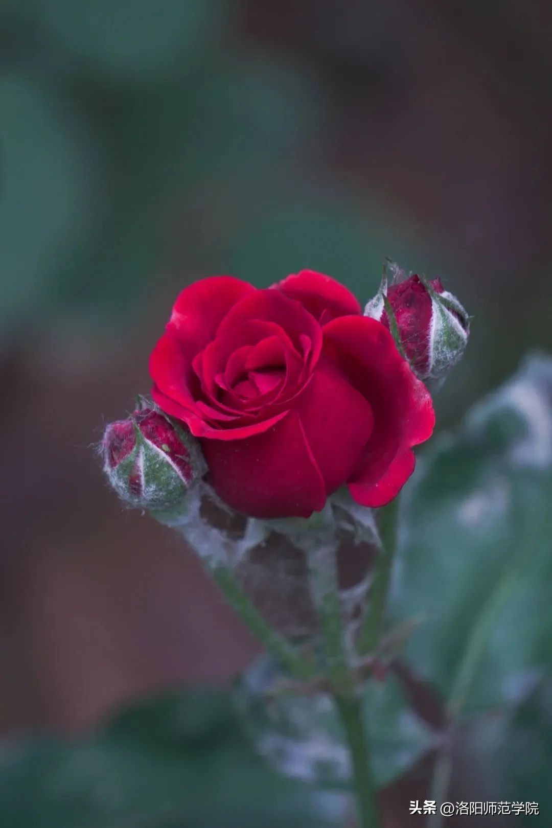 当洛师邂逅43种中国传统色……