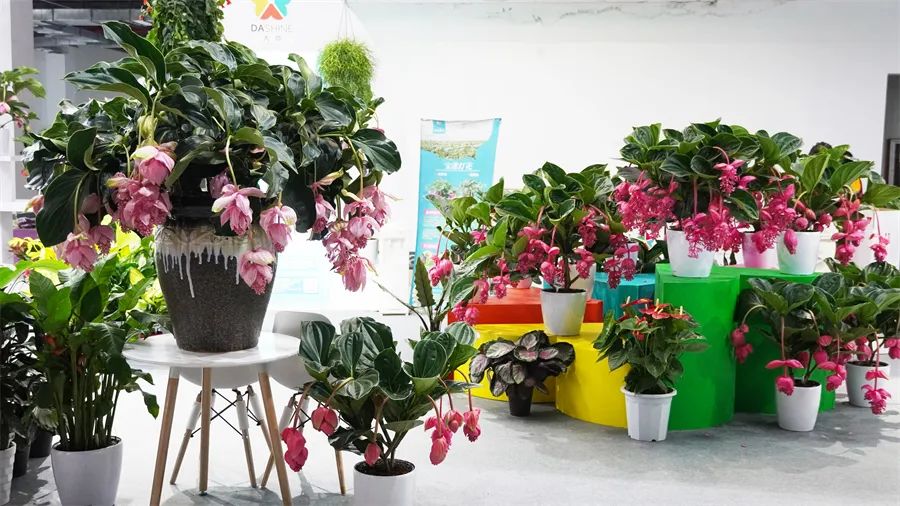 镇店之宝被抢购，“亚洲最美花展”上盆栽“吸睛”又“吸金”