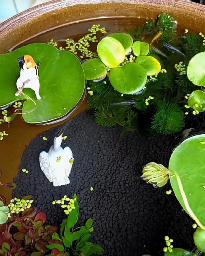 观背青鳉如何用水族箱养,观背青鳉为什么要养浮萍