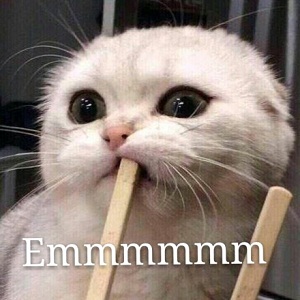 猫界的二哈是哪种猫,被大多数网友称为猫中二哈