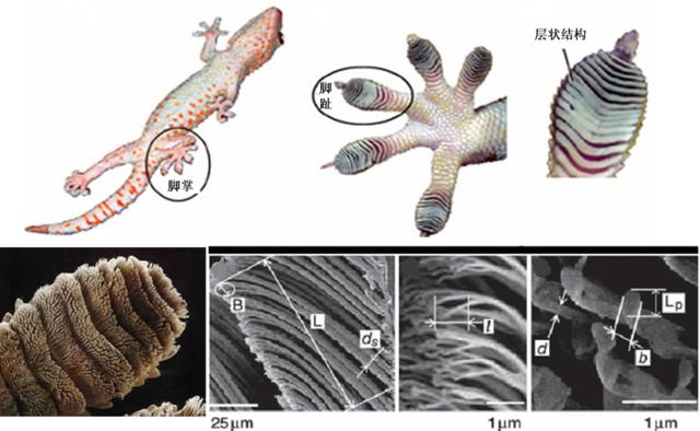 人畜无害的壁虎为何位居五毒之一,壁虎有人性吗