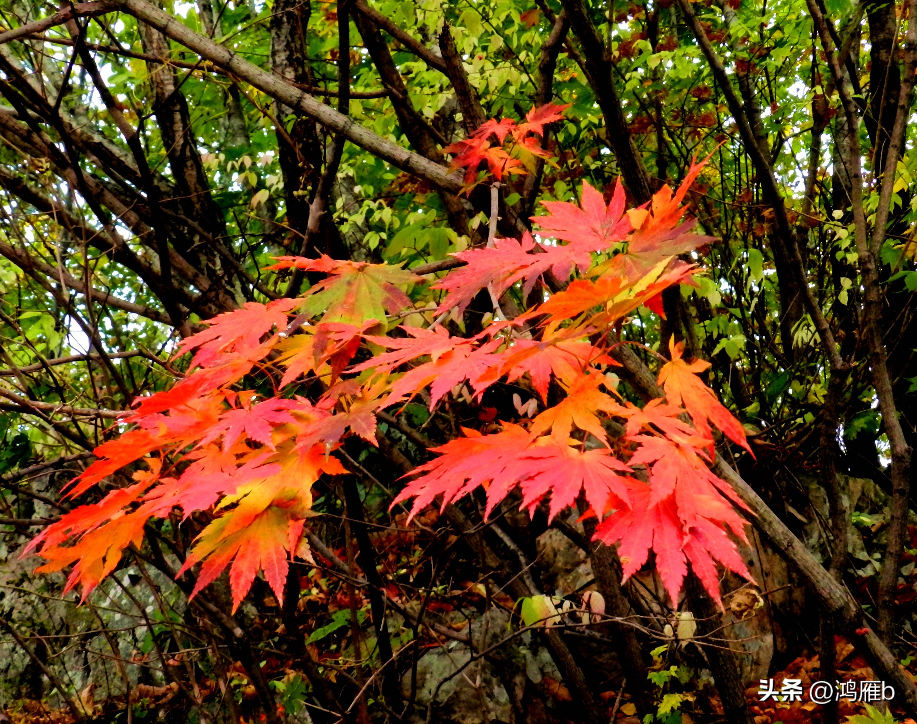本溪温泉汤沟门票价格,本溪花溪沐枫雪温泉小镇