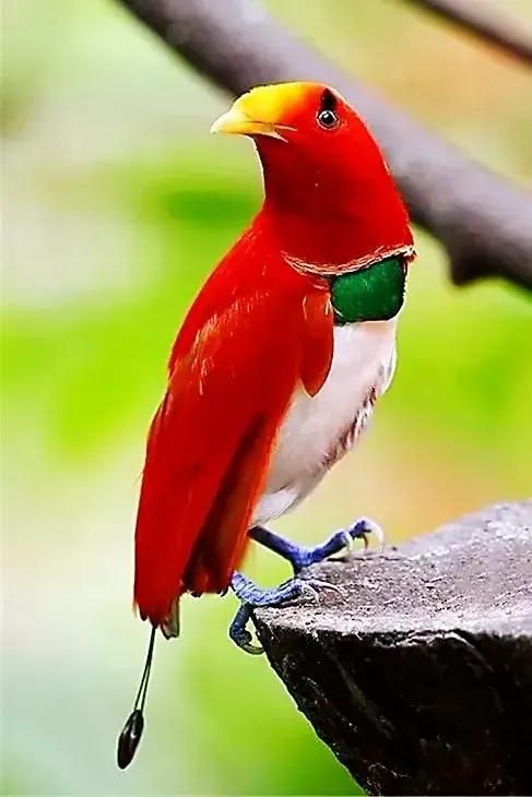 奇怪的小鸟视频,稀奇古怪的鸟