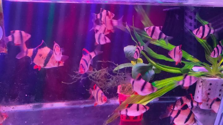 比较容易养的观赏鱼有哪些品种,适合懒人养的观赏鱼多有哪些品种