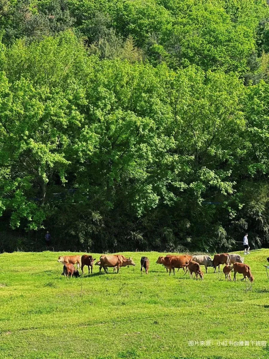新县三日游攻略,罗山县一日游最佳去处