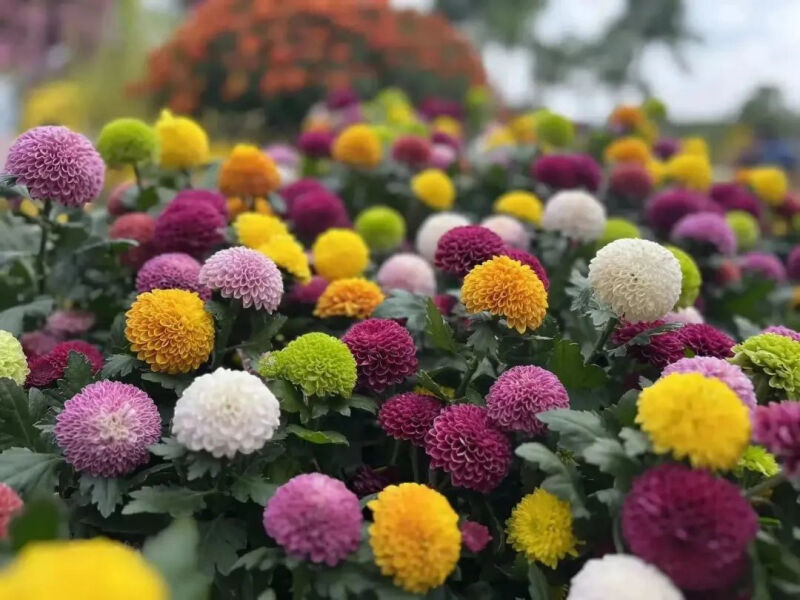 深圳市东湖公园一年一季的菊花展,深圳的东湖公园的菊花展漂亮极了