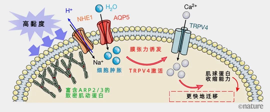 液体粘度越大越粘稠吗,液体变稠后会不会少