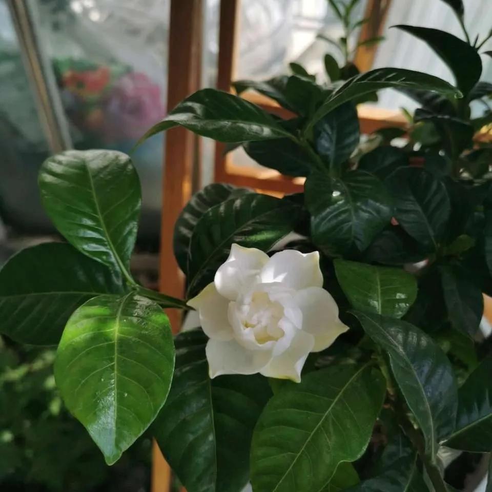 大叶牡丹栀子干尖黄叶是什么原因,栀子花开始黄叶掉苞怎么拯救