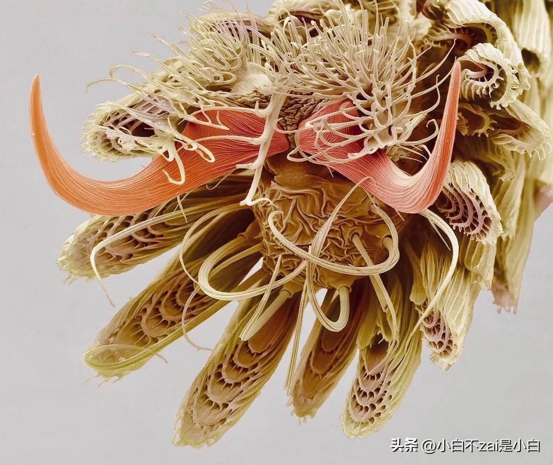 显微镜观察昆虫脸视频,昆虫在显微镜下的真正面目