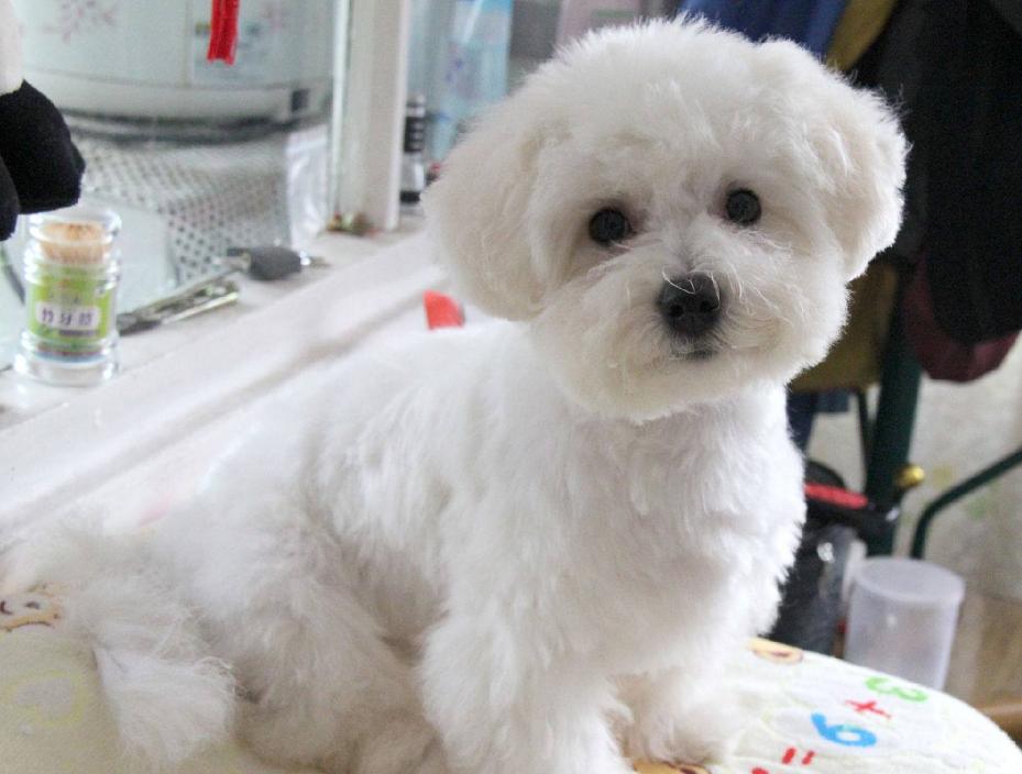 比熊犬一生中的5个阶段你知道吗,比熊犬的十大优点和缺点