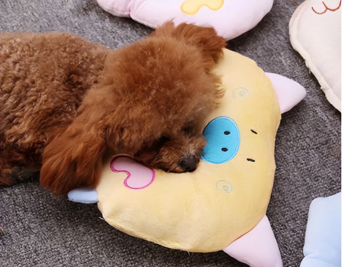 泰迪暗示主人的表现,泰迪睡觉可以打扰他吗