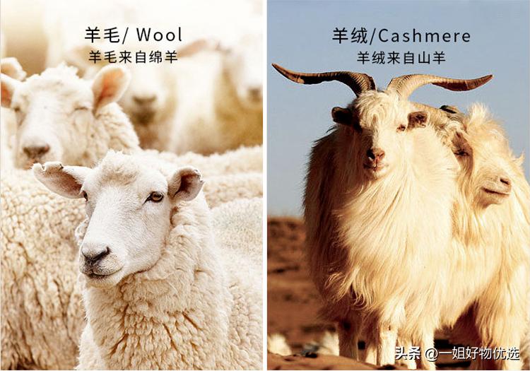 上海故事羊绒围巾价格,尼泊尔的羊绒围巾价格