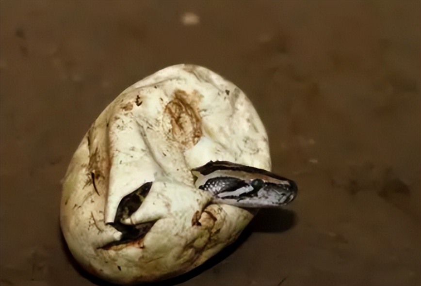 海南报恩巨蟒现况,巨蟒为报恩守护十几年