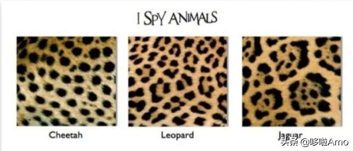 金钱豹动物科普介绍,金钱豹科普