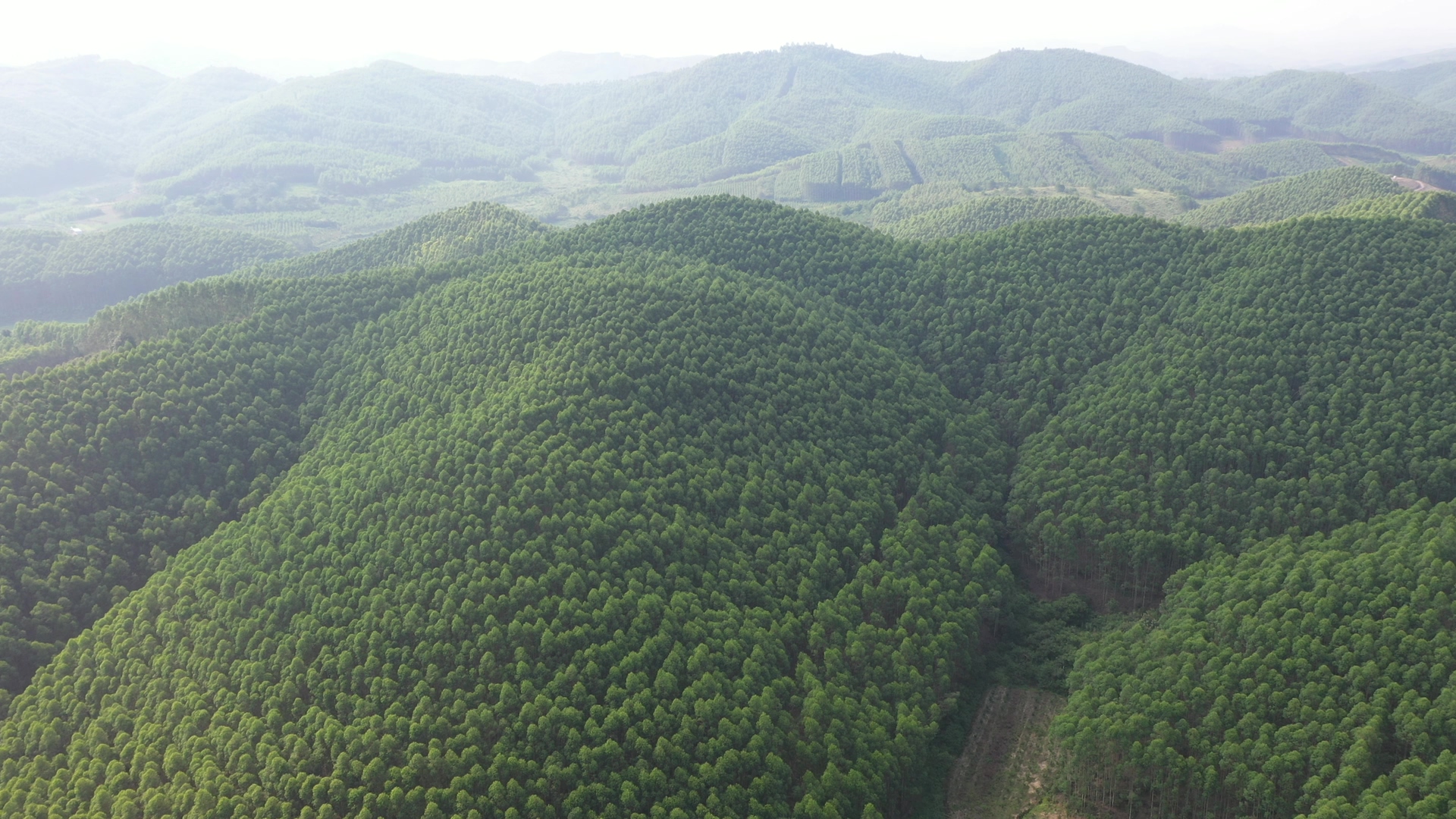 种植桉树投资多少钱,广西种桉树多赚钱