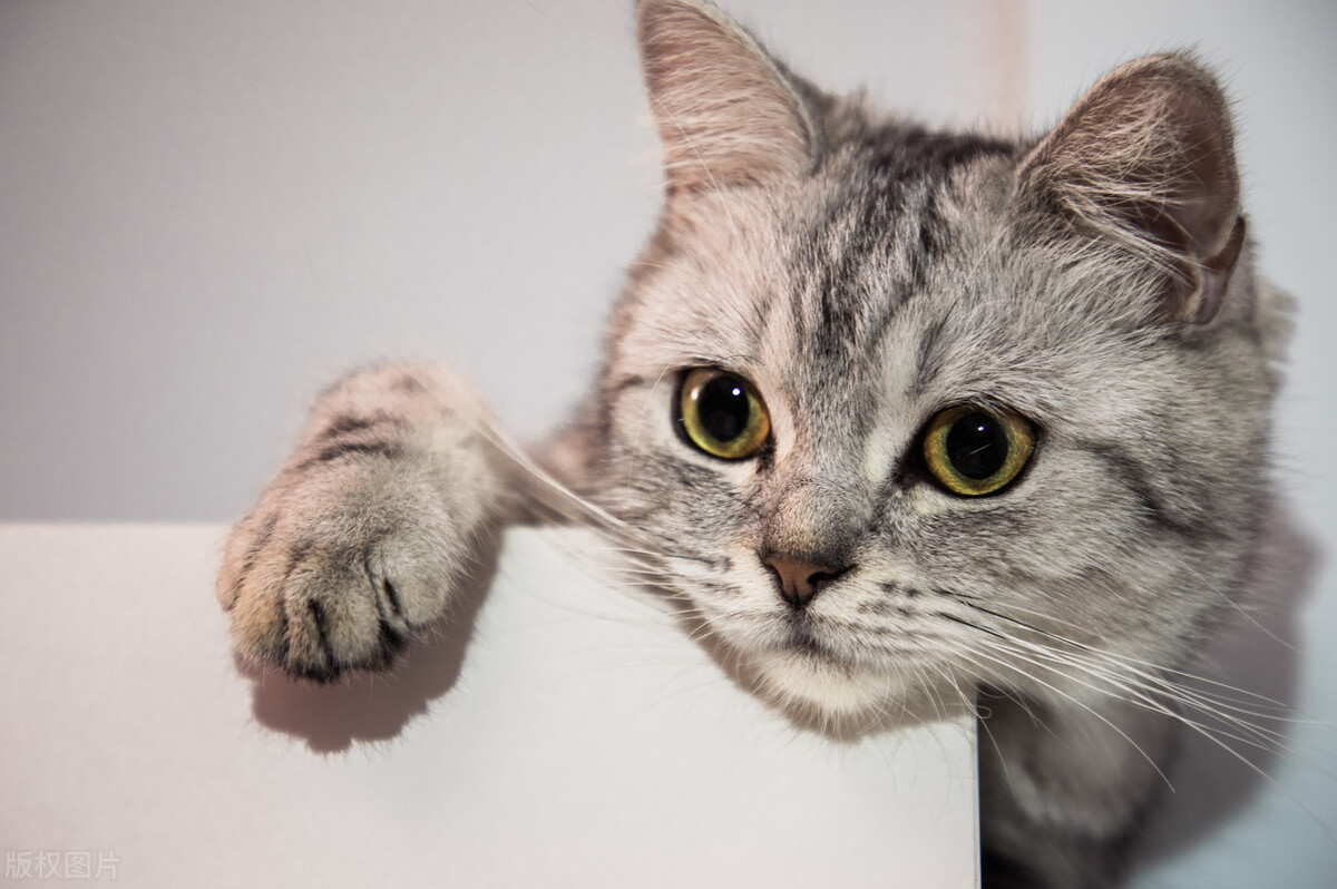 第一次养猫猫咪多大再接回家合适,第一次养猫猫咪待产多久