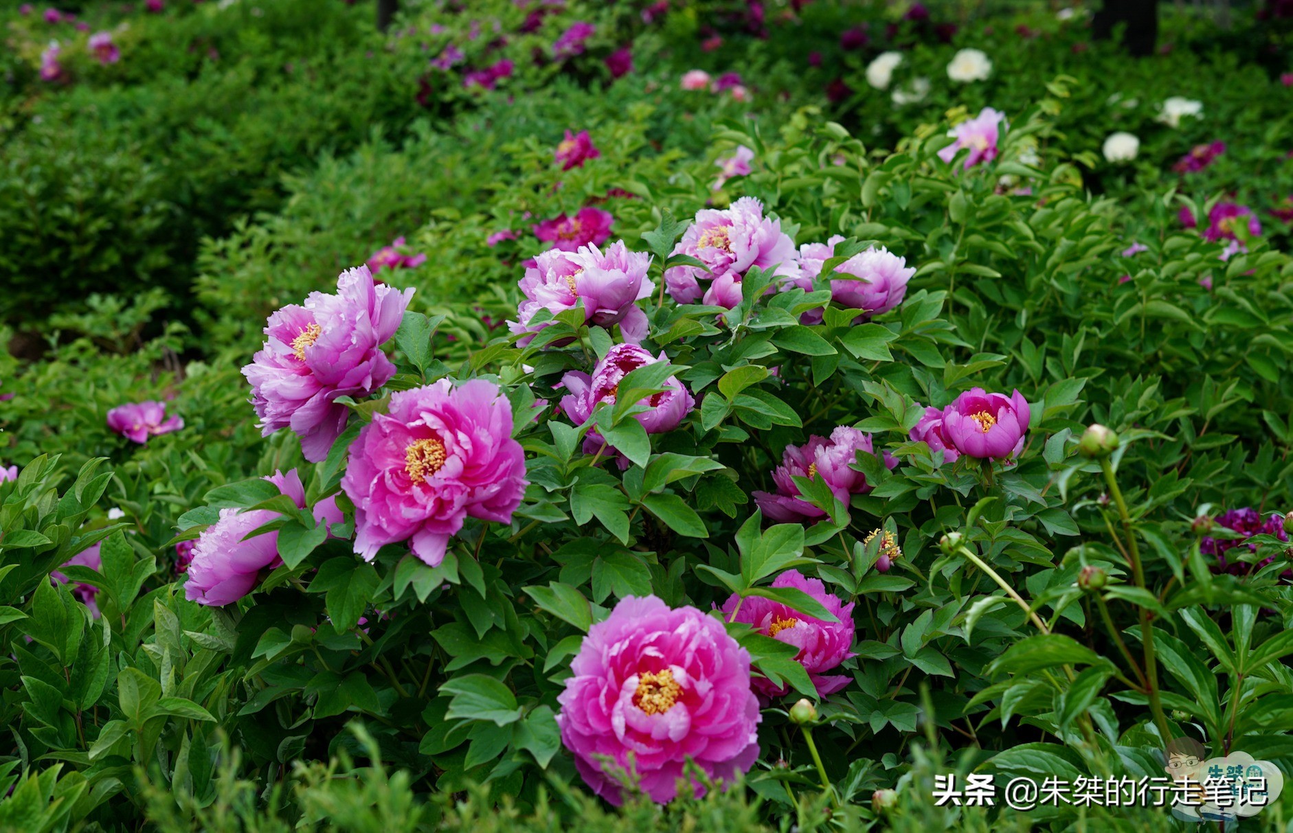 我国唯一一座以花为名的城市,中国唯一一个以花为名的城市