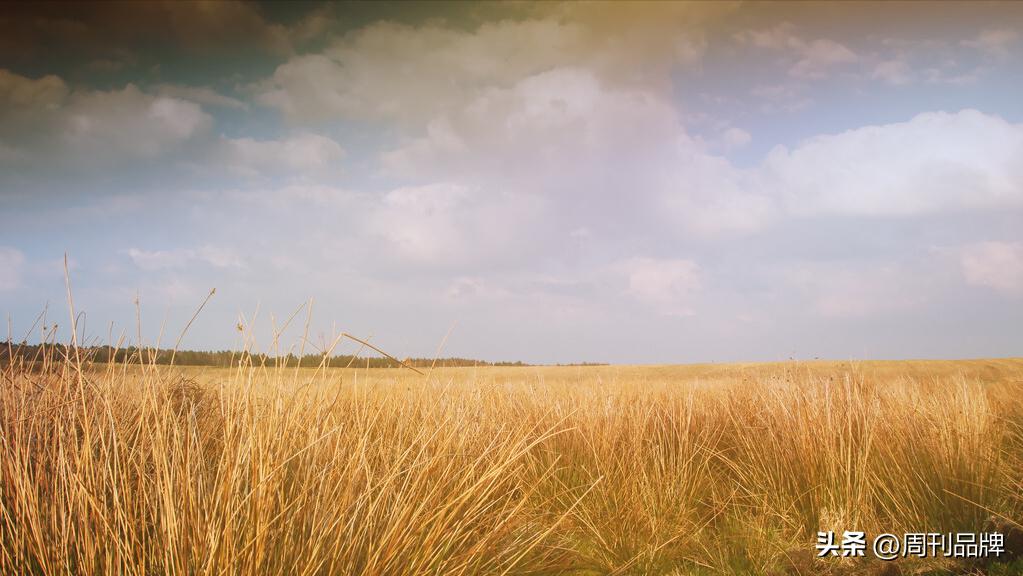 白家湾印象——打麦场与老槐树