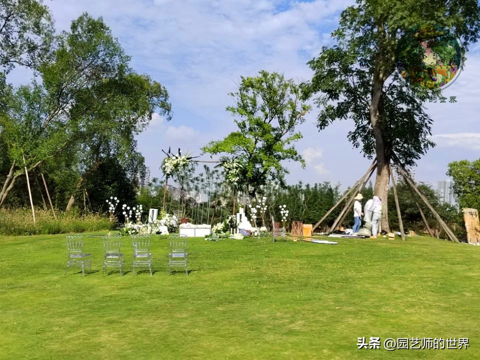 疏林草地的作用,疏林草地效果图