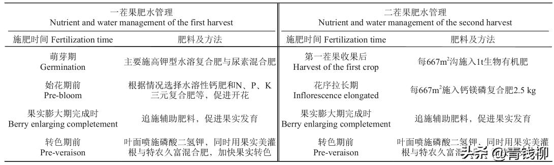 瑞都科美葡萄如何拍出奶香味,瑞都科美葡萄苗怎么购买