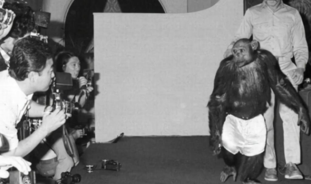 残忍幼猴实验,残忍的幼猴实验被叫停