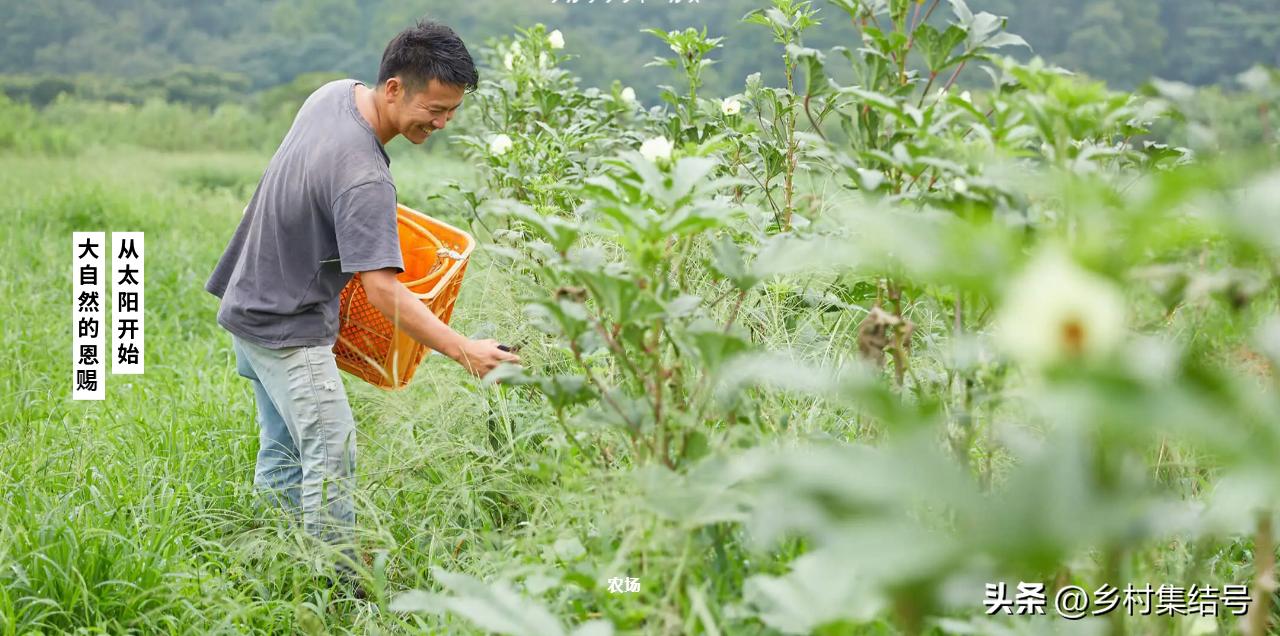 日本农业大县探寻乡村振兴新路,日本家庭农场农业模式