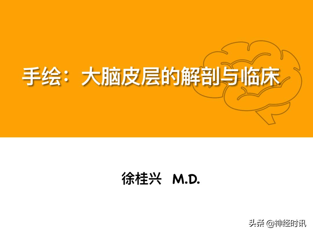 脑皮质与脑额叶的区别,大脑皮层分叶