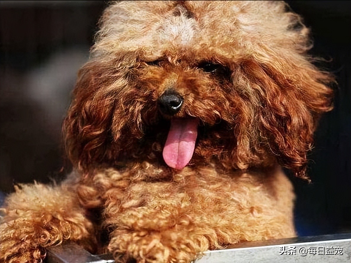 泰迪犬舔人脸是什么意思呀,泰迪犬十大心机