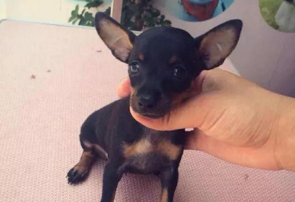 调皮的小鹿犬，误食很多驱虫药，该怎么办呢？