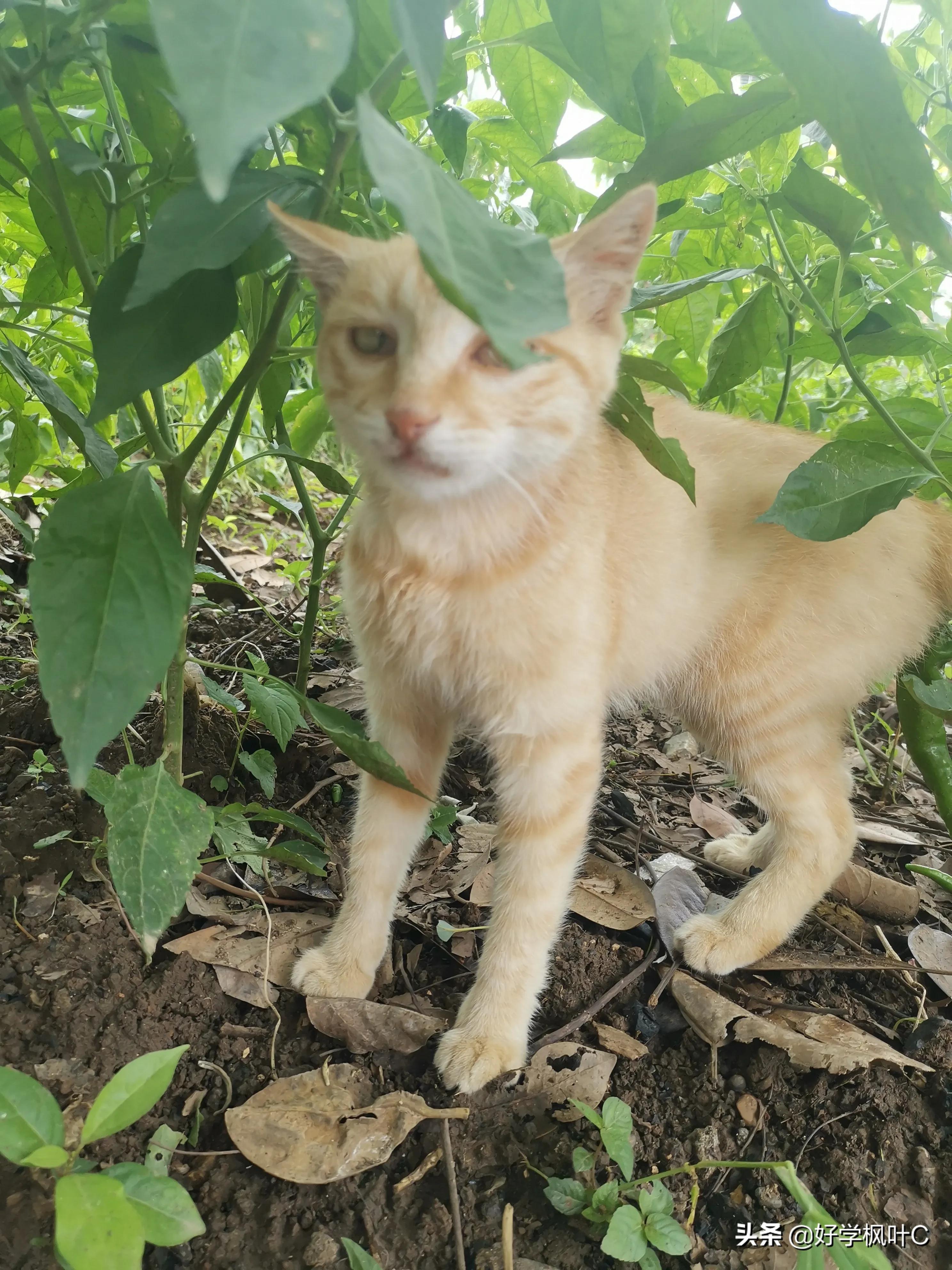 爱“碰瓷”的“猫坚强”，车压数次屡“碰”屡伤，“碰”瘾依旧在