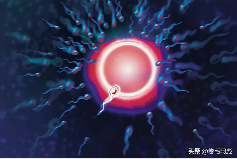 两亿精子和卵细胞,最优秀的精子才会和卵子结合吗