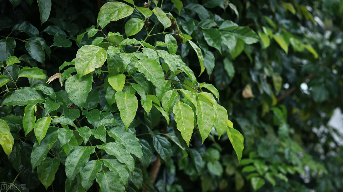 太实用了！45种常见植物养殖方法大全