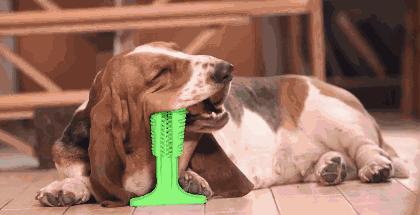 狗狗不爱刷牙怎么清洁牙结石,狗狗刷牙的正确方法