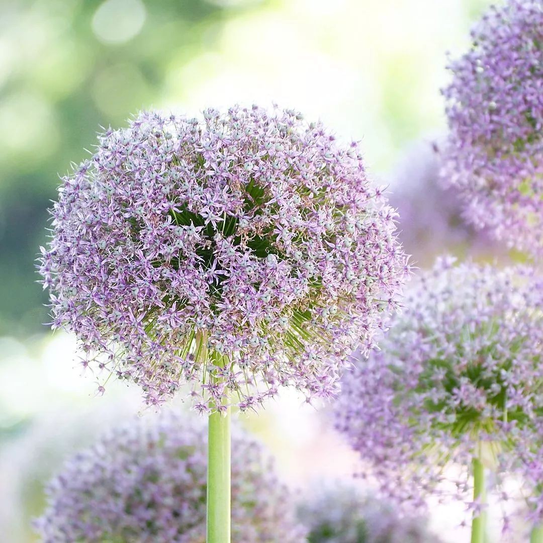 闀垮緱鍍忚冻鐞冧竴鏍风殑妞嶇墿,鍜岃冻鐞冩湁鍏崇殑妞嶇墿