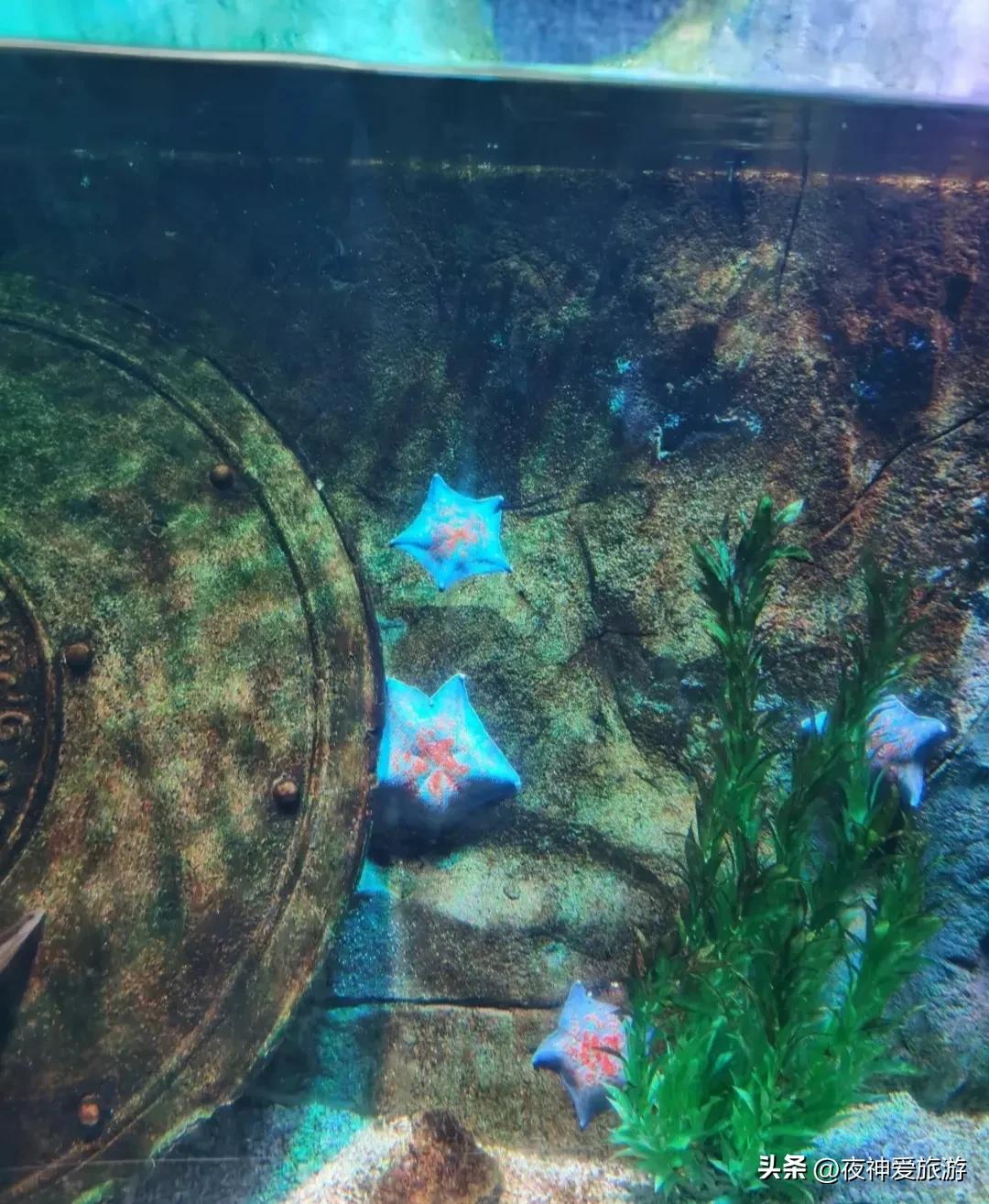 长风海洋世界和水族馆哪个好玩,上海长风海洋水族馆