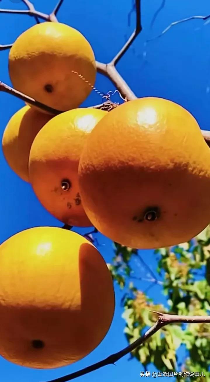 壁纸图片水果清新,丰收的水果高清图片壁纸