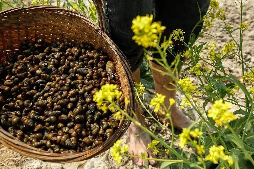 北京一对夫妻深夜下河捞田螺被抓,在河边捞300斤田螺被判刑