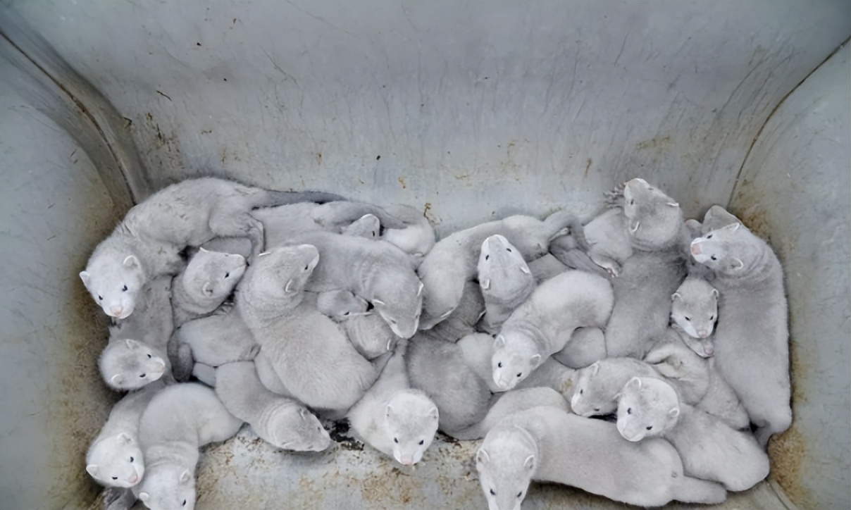 水貂养殖新技术,水貂皮草的养殖方法与技术