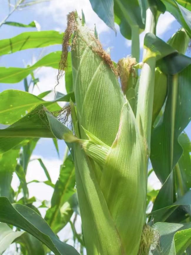 创新绵实丨聚焦新高考（三）：佳晴有新“课”，青衿自有“程”