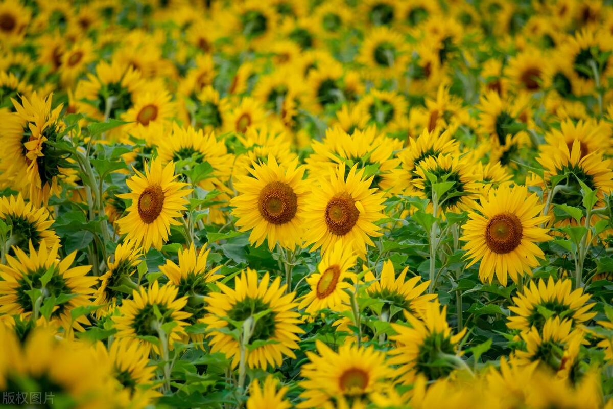 迎着太阳开的“大脸花”，连开100多天