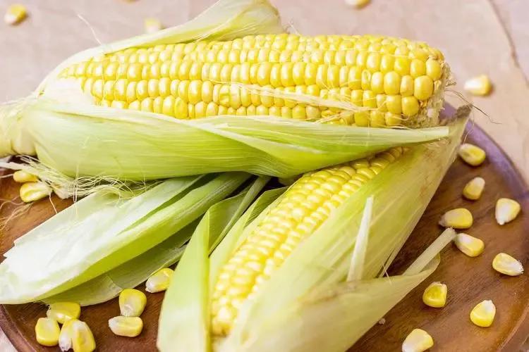 喜欢吃玉米饭的千万别错过,最好吃的玉米产地