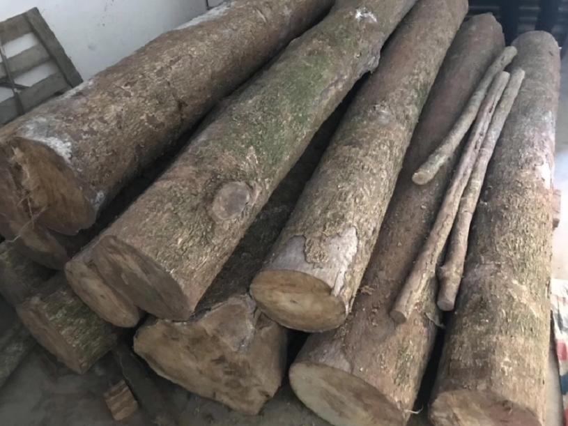 一棵树25亿金丝楠木凭什么这么贵,价值连城金丝楠木为什么没人种