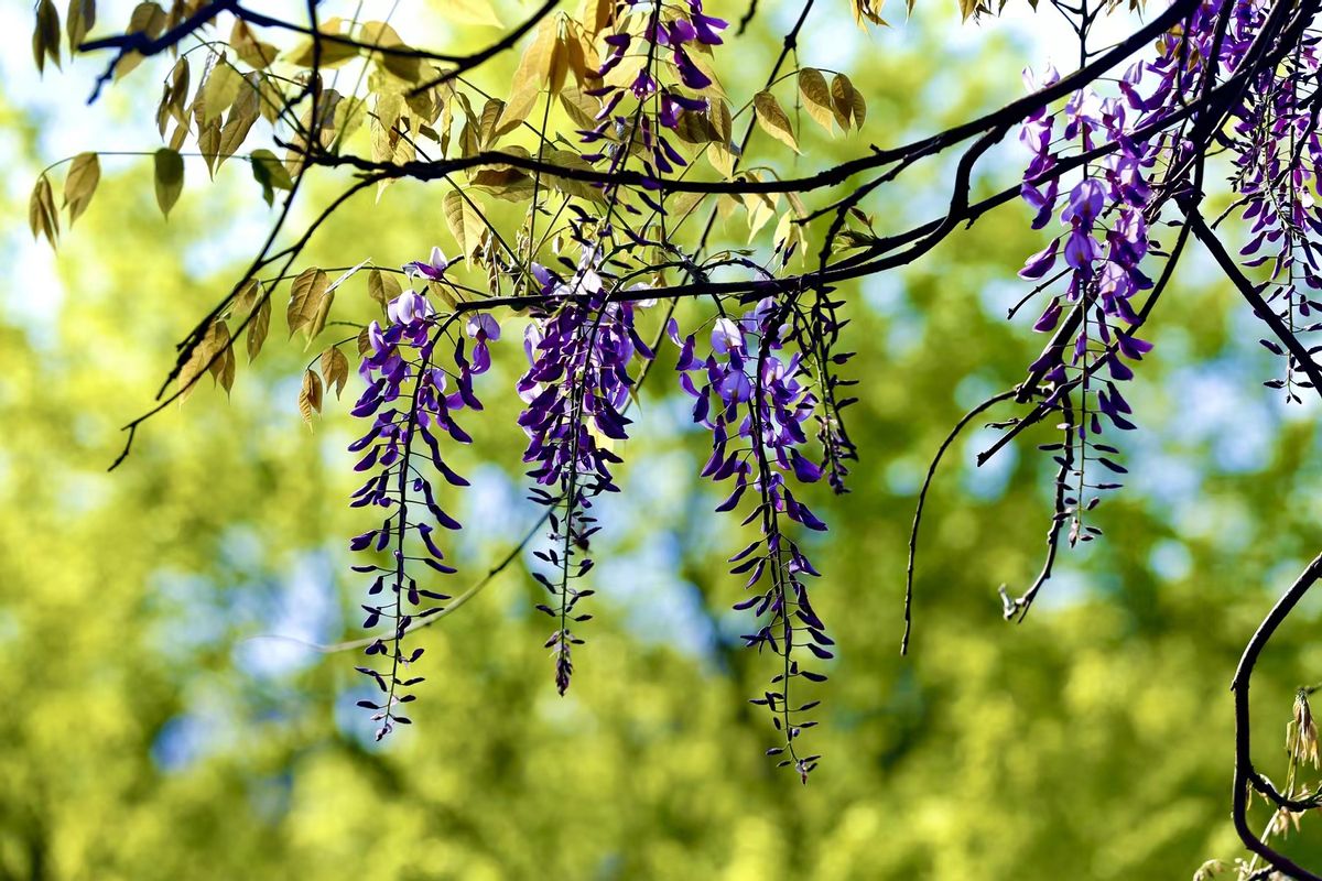 寻找最美春天｜花开四月，翻涌春日悸动！