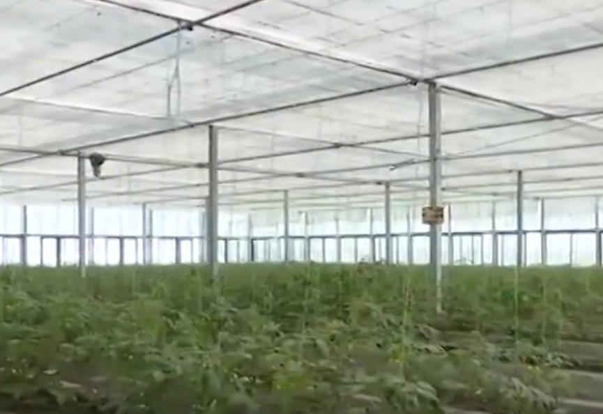 90后小夫妻回村建农场的生活视频,90后小夫妻回家种地